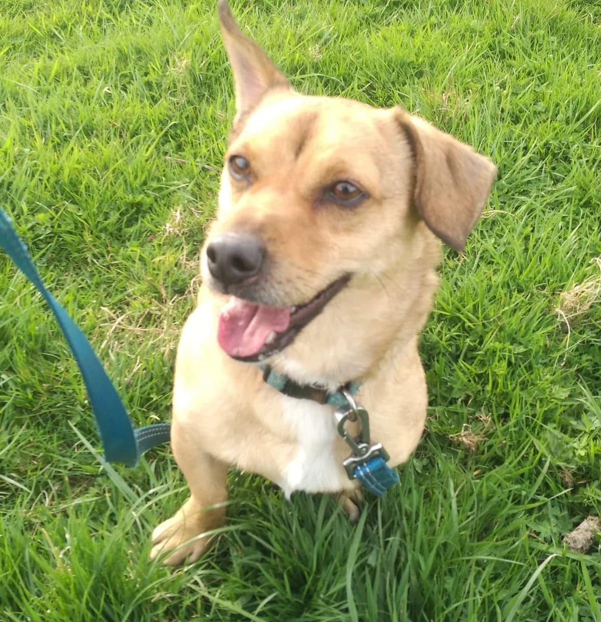 Monty - in the UK (Midlands), male 3yo Mixed Breed for adoption at Dali Dog Rescue UK, Dali