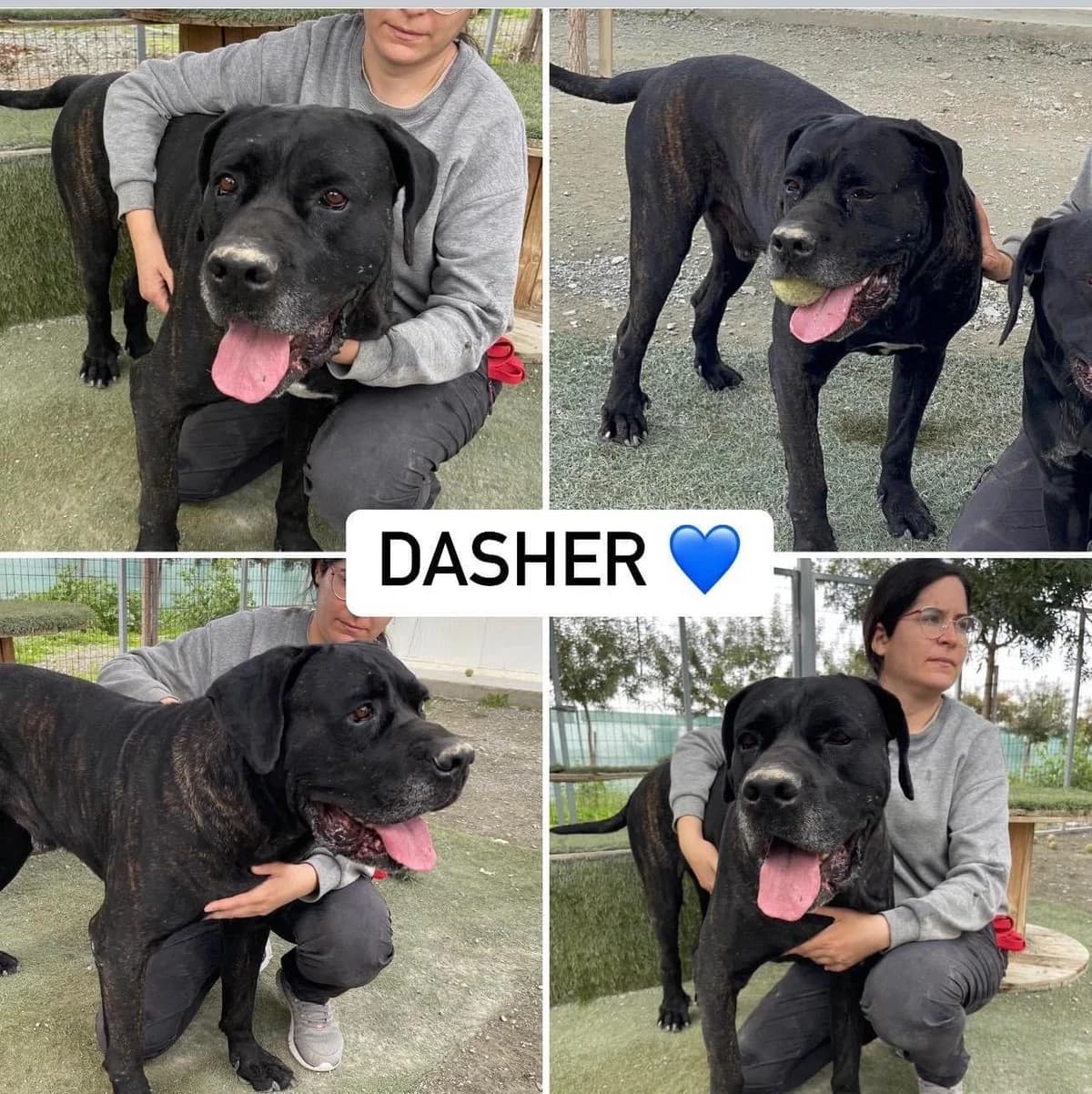 Dasher, male 3yo Mixed Breed for adoption at Dali Dog Rescue UK, Dali