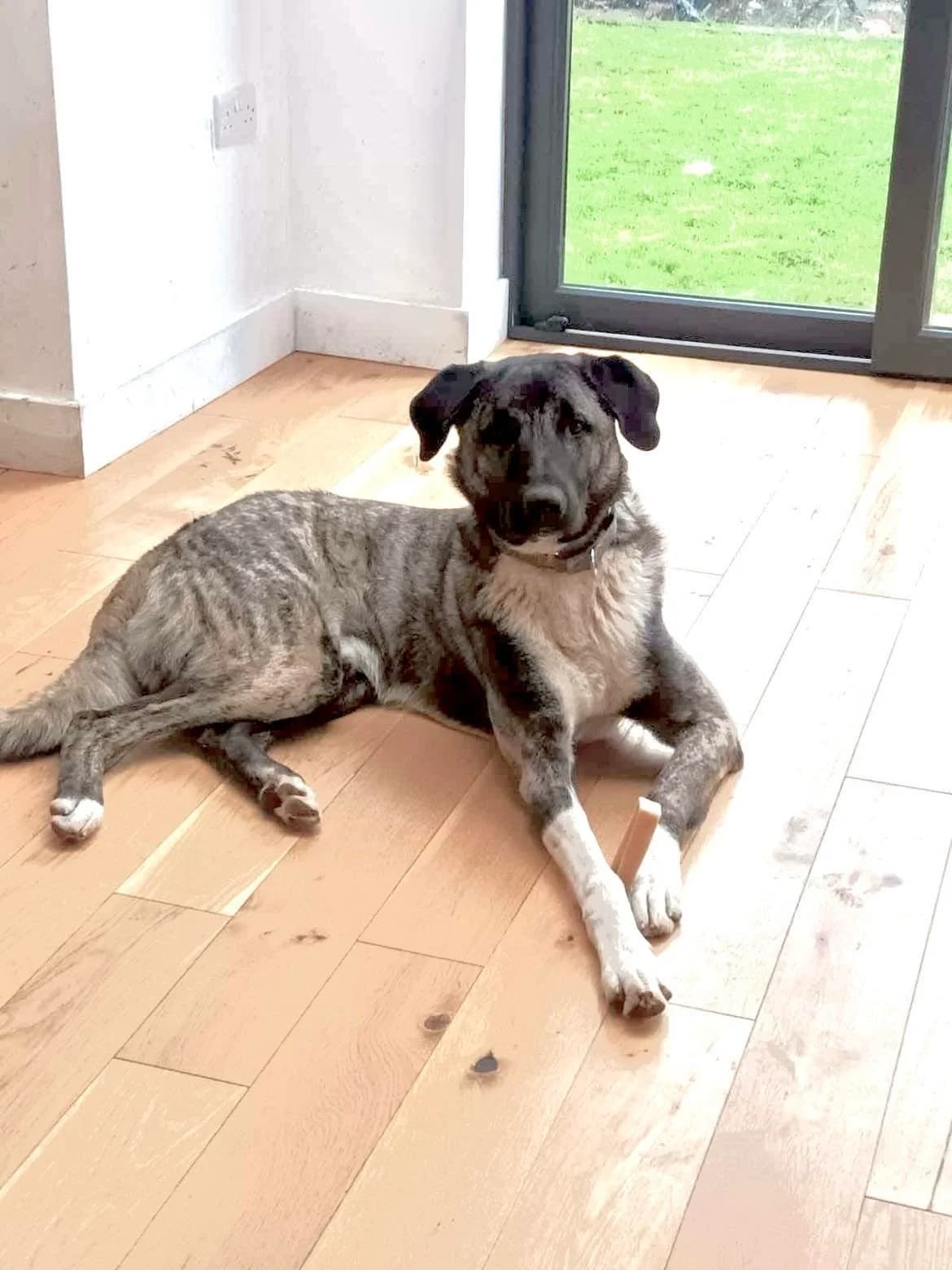 Hank - in the UK (Nuneaton), female 3yo Mixed Breed for adoption at Dali Dog Rescue UK, Dali