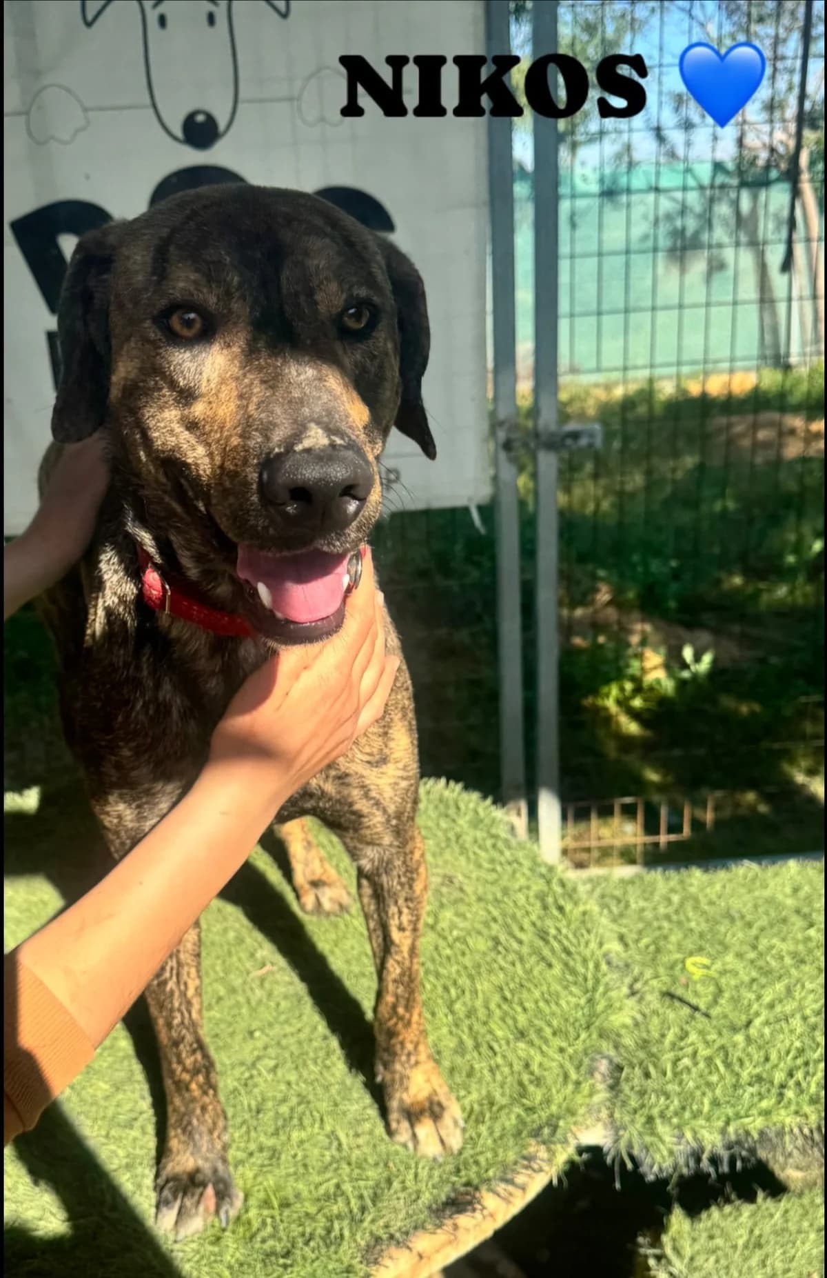 Nikos ๐จ๐พ, female young Mixed Breed for adoption at Dali Dog Rescue UK, Dali