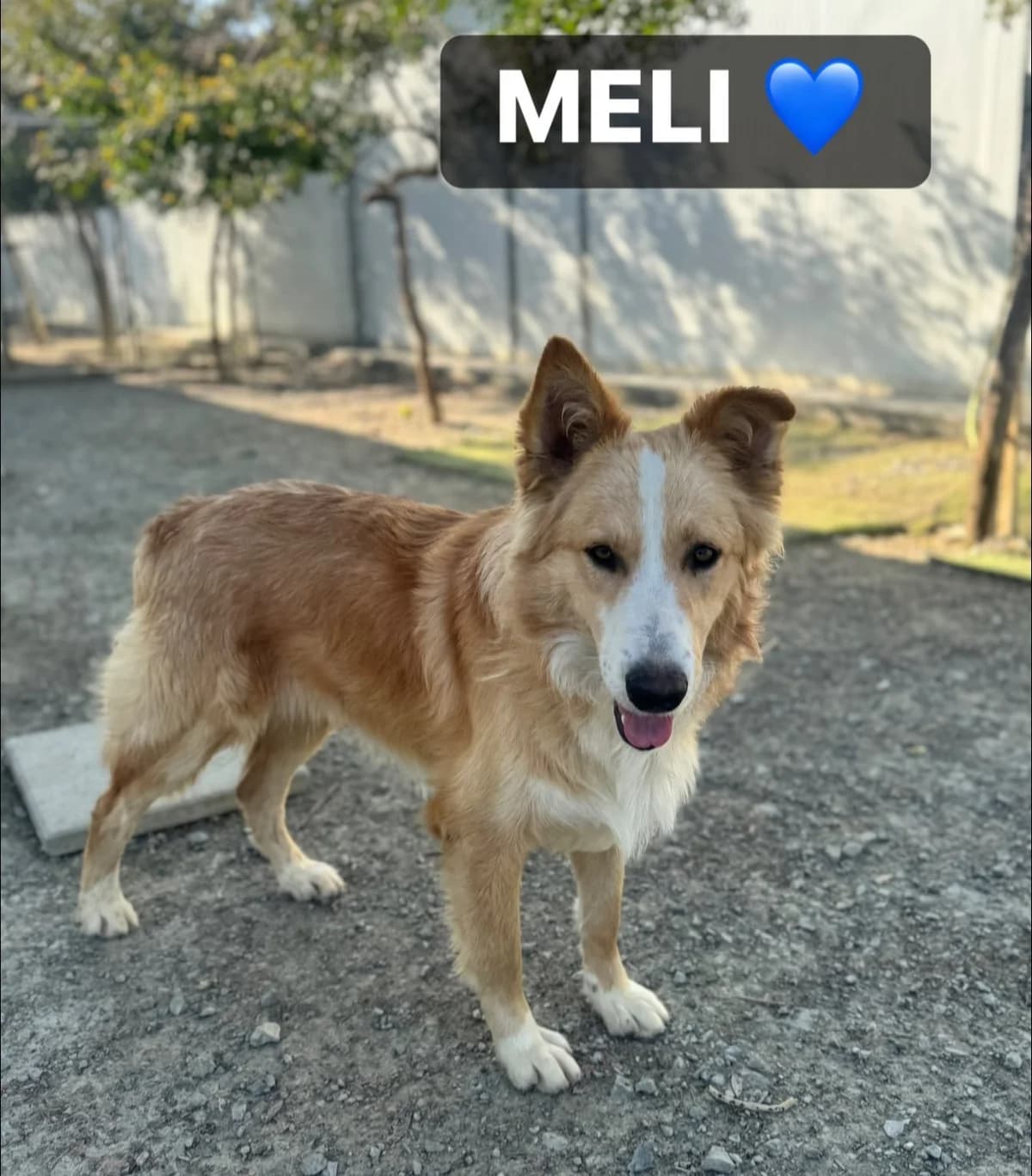 Meli ๐จ๐พ, female young Mixed Breed for adoption at Dali Dog Rescue UK, Dali
