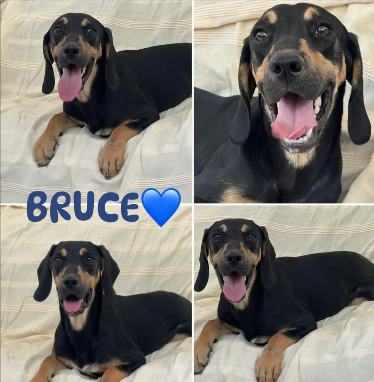 Bruce - in the UK (Mexborough), male puppy Mixed Breed for adoption at Dali Dog Rescue UK, Dali