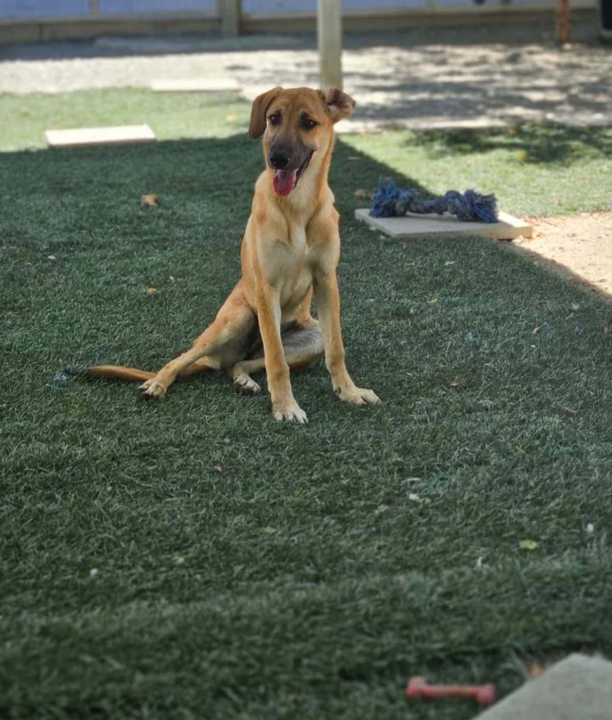 Sallie - in the UK (Coventry), female puppy Mixed Breed for adoption at Dali Dog Rescue UK, Dali