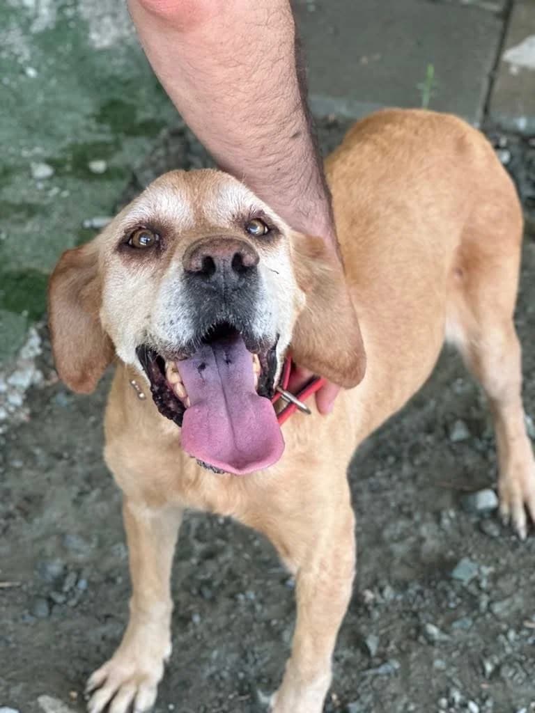Judy ๐จ๐พ, female senior Mixed Breed for adoption at Dali Dog Rescue UK, Dali