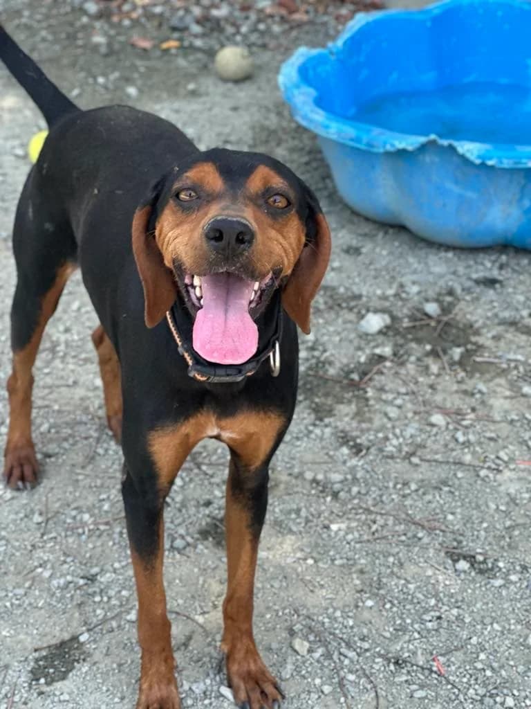 Portia 🇨🇾, female 5yo Mixed Breed for adoption at Dali Dog Rescue UK, Dali
