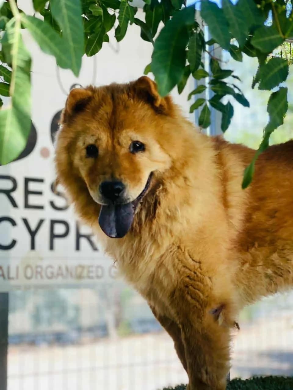 Jasmine, female 4yo Mixed Breed for adoption at Dali Dog Rescue UK, Dali