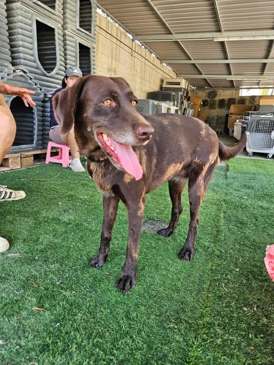 Lola & Shadow ๐จ๐พ, 7yo Mixed Breed for adoption at Dali Dog Rescue UK, Dali