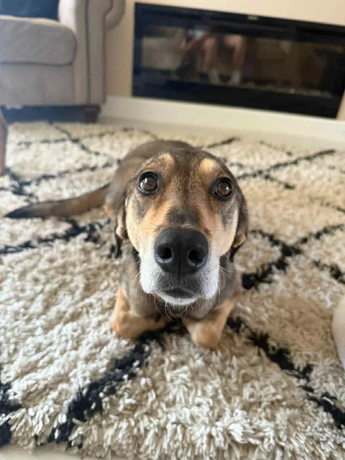 Dotty - in the UK (Havant), female senior Mixed Breed for adoption at Dali Dog Rescue UK, Dali