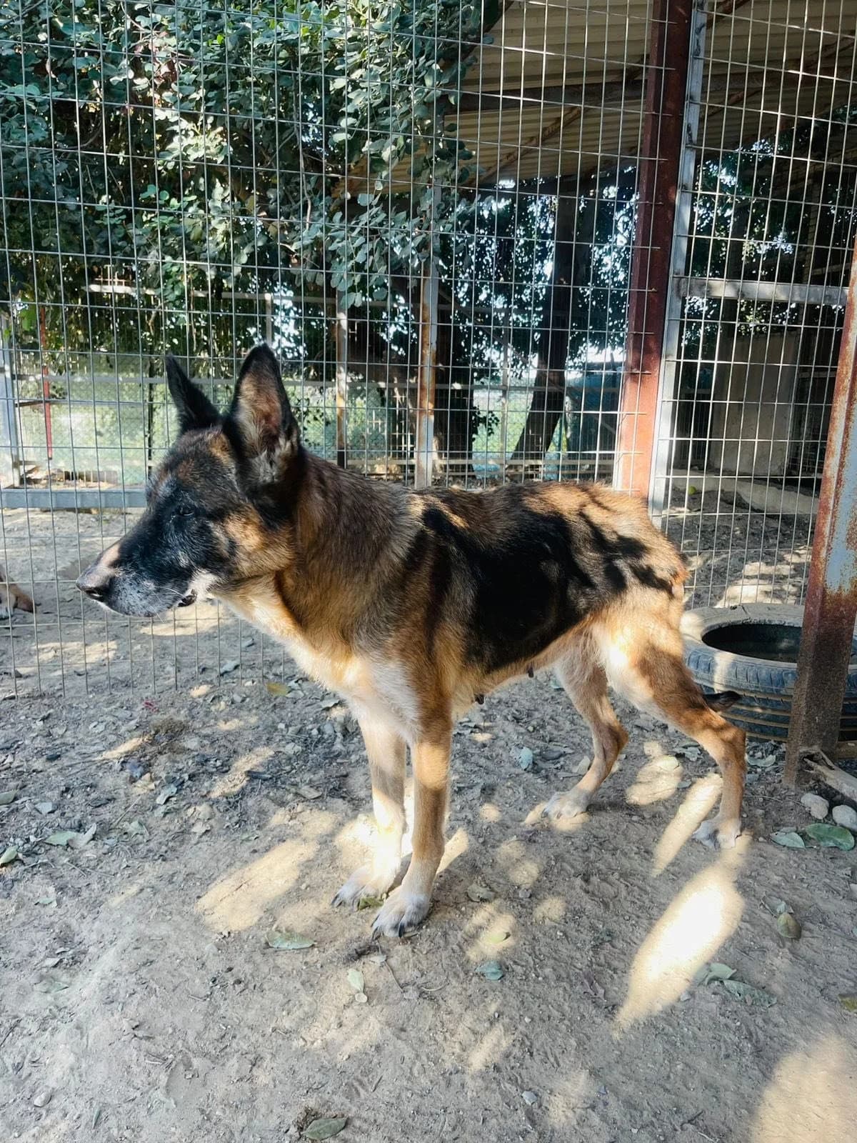 Poppy, female senior Mixed Breed for adoption at Dali Dog Rescue UK, Dali