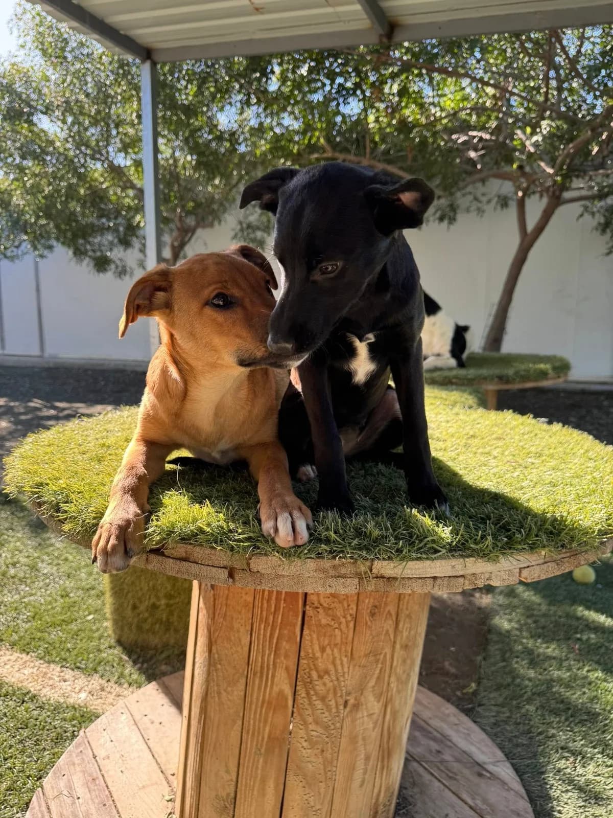 Diego, male puppy Mixed Breed for adoption at Dali Dog Rescue UK, Dali