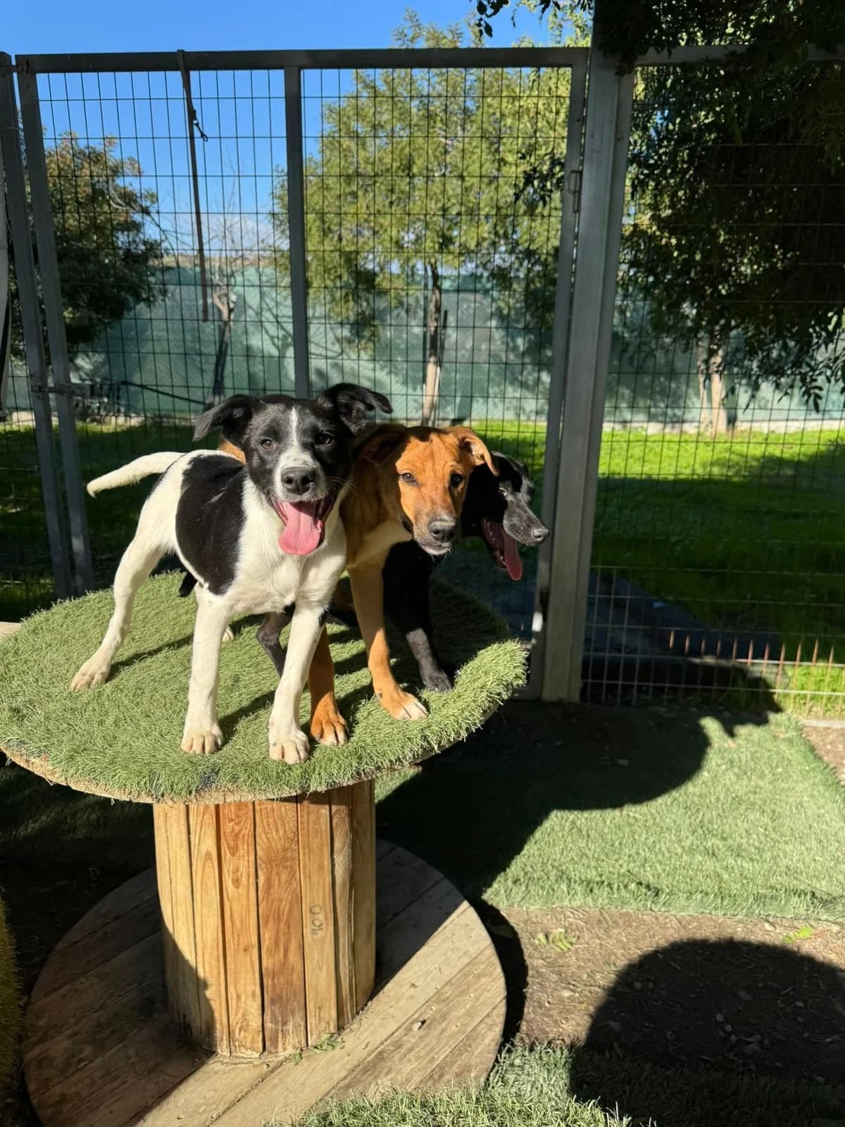 Gordie, male puppy Mixed Breed for adoption at Dali Dog Rescue UK, Dali
