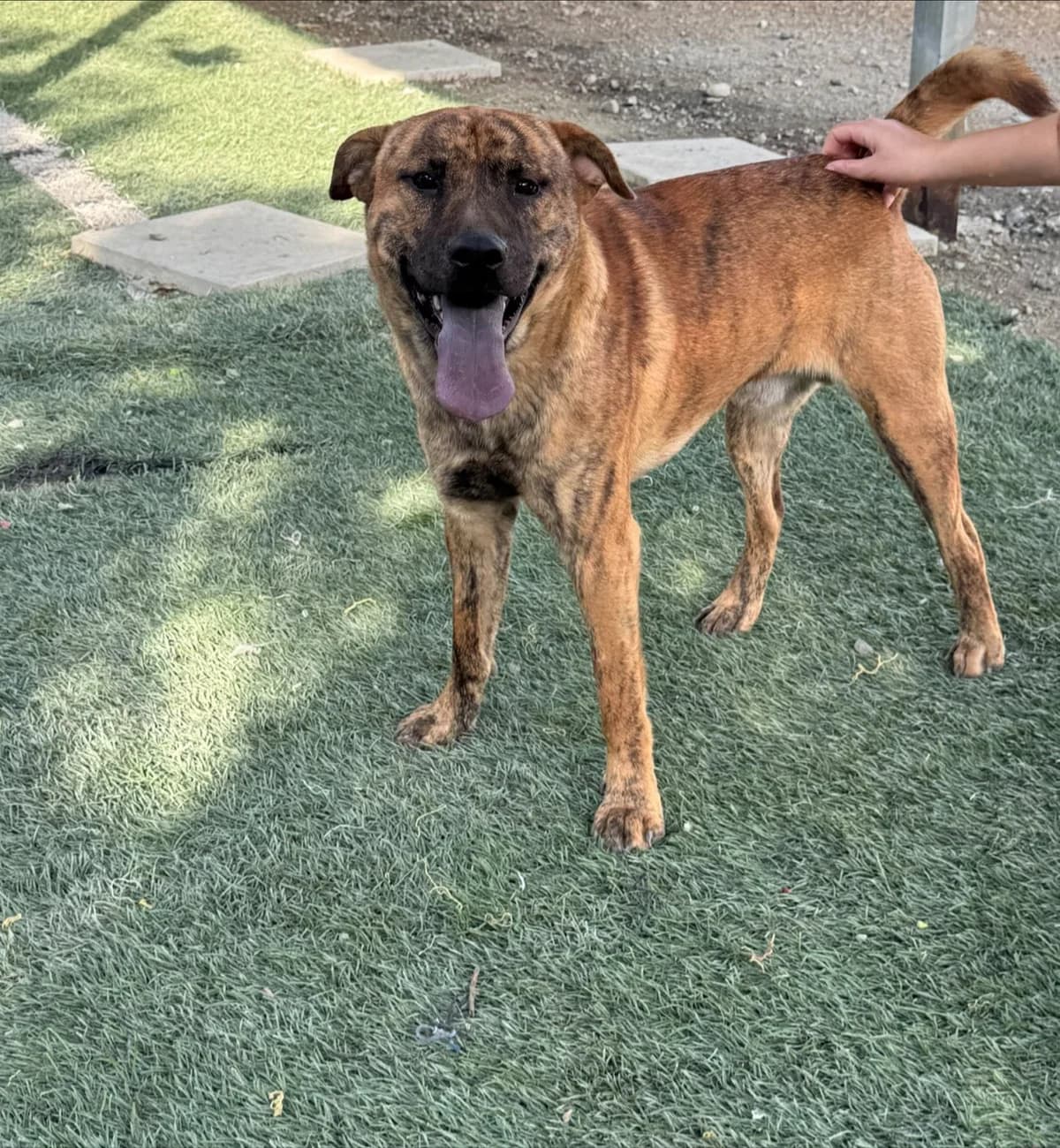 Rocky, male young Mixed Breed for adoption at Dali Dog Rescue UK, Dali