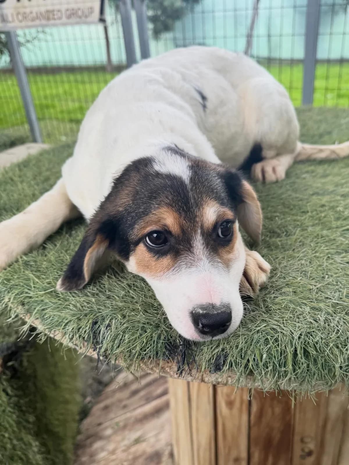 Hera, female puppy Mixed Breed for adoption at Dali Dog Rescue UK, Dali