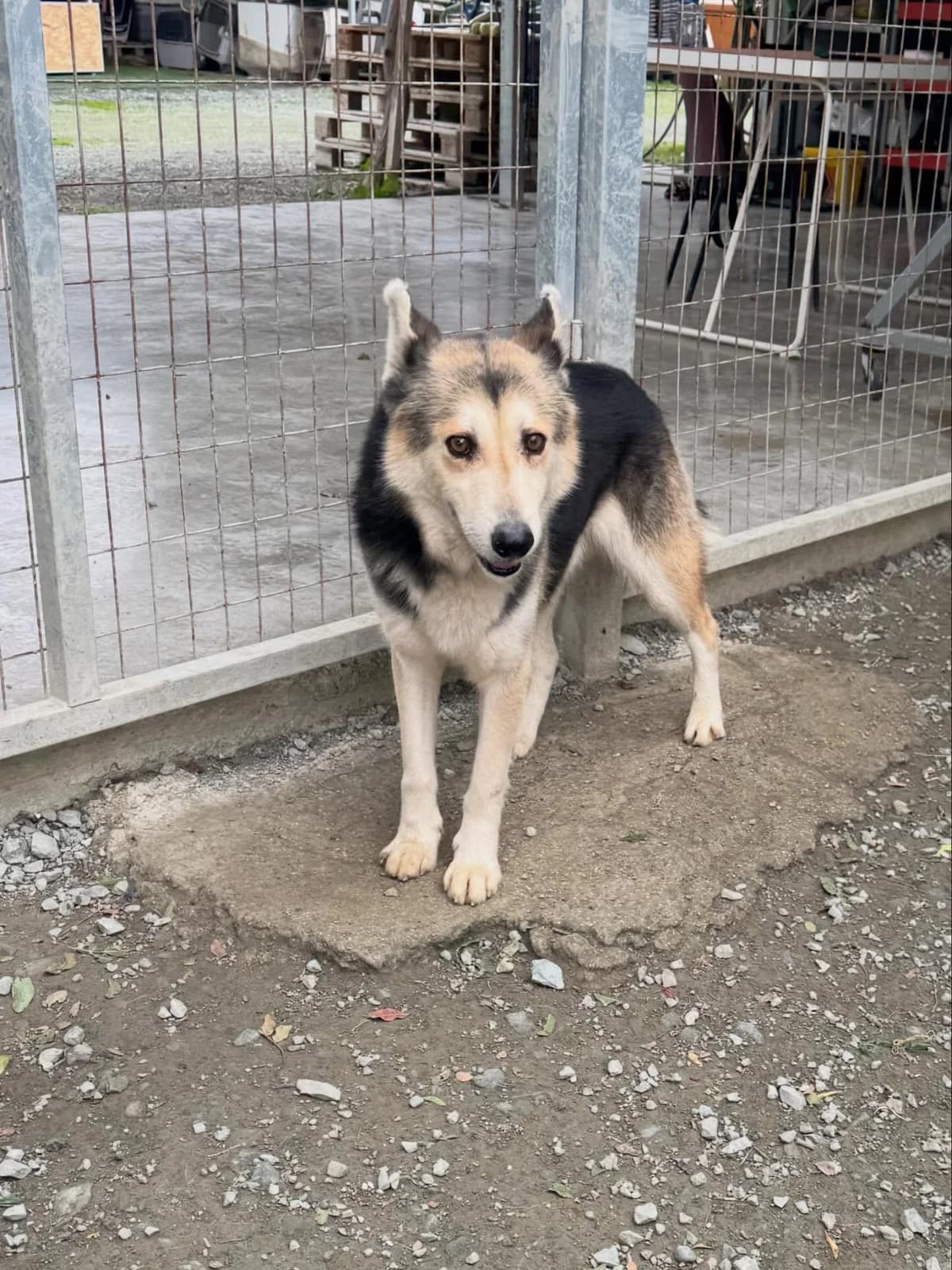 Christmas, male young Mixed Breed for adoption at Dali Dog Rescue UK, Dali