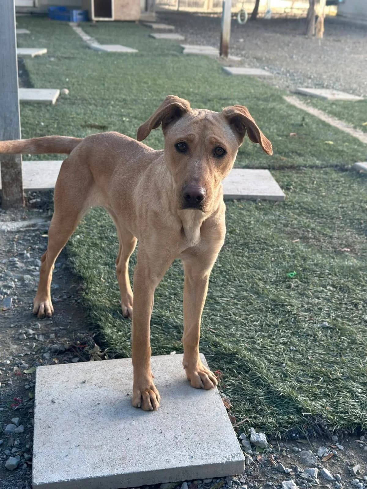 Mabel, female young Mixed Breed for adoption at Dali Dog Rescue UK, Dali