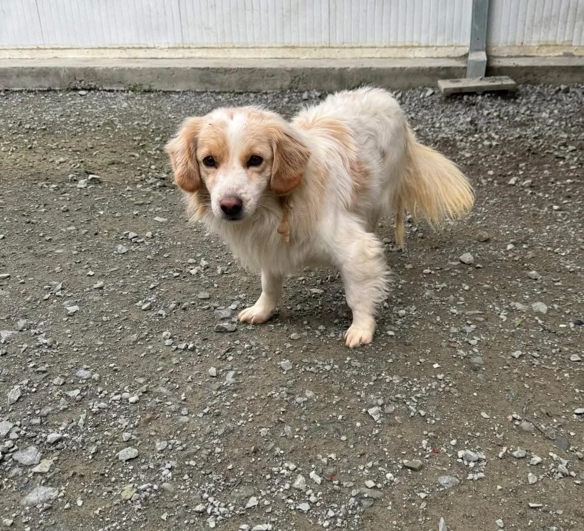 Penny & Teddy, female 4yo Mixed Breed for adoption at Dali Dog Rescue UK, Dali