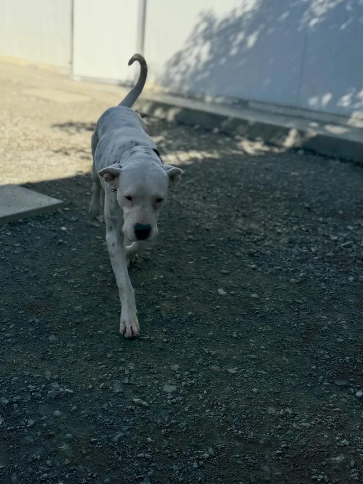 Luna, female 3yo Mixed Breed for adoption at Dali Dog Rescue UK, Dali
