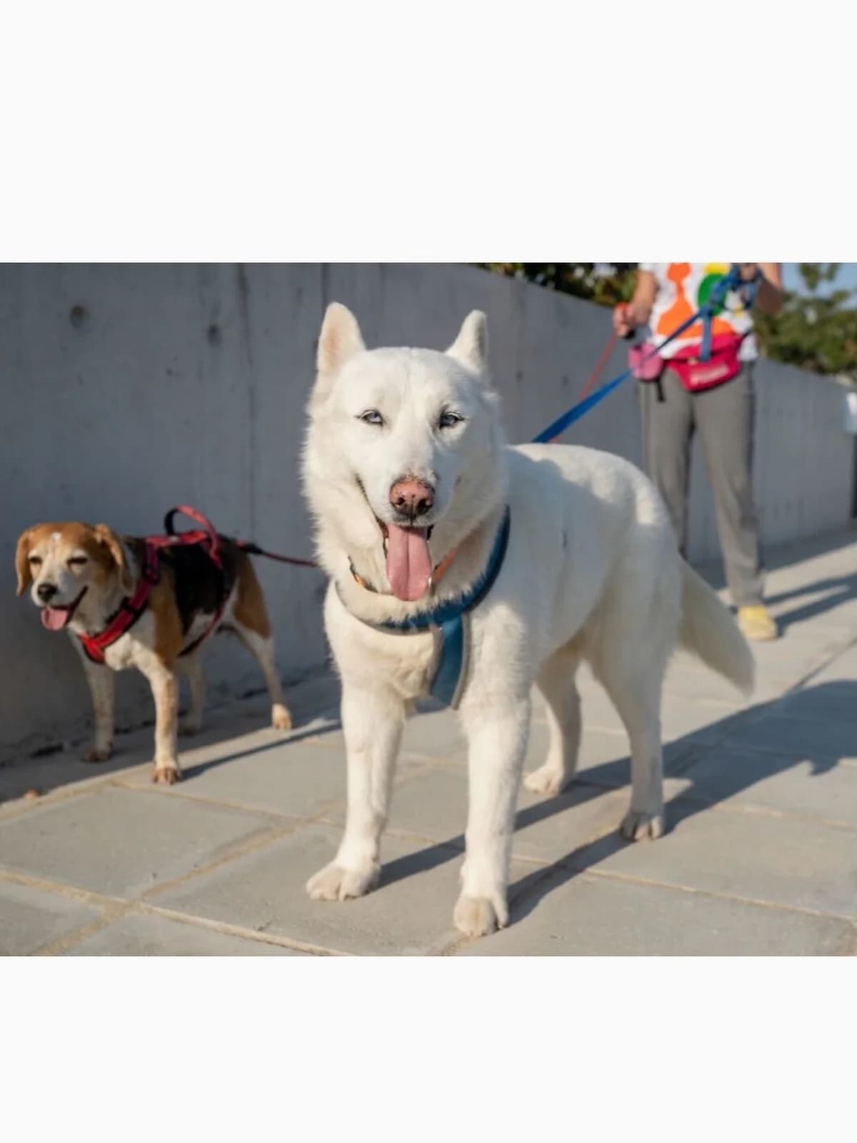Phoebe, female senior Mixed Breed for adoption at Dali Dog Rescue UK, Dali