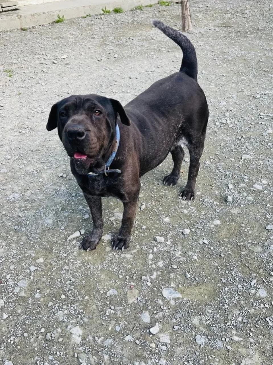 Talia, female 5yo Mixed Breed for adoption at Dali Dog Rescue UK, Dali