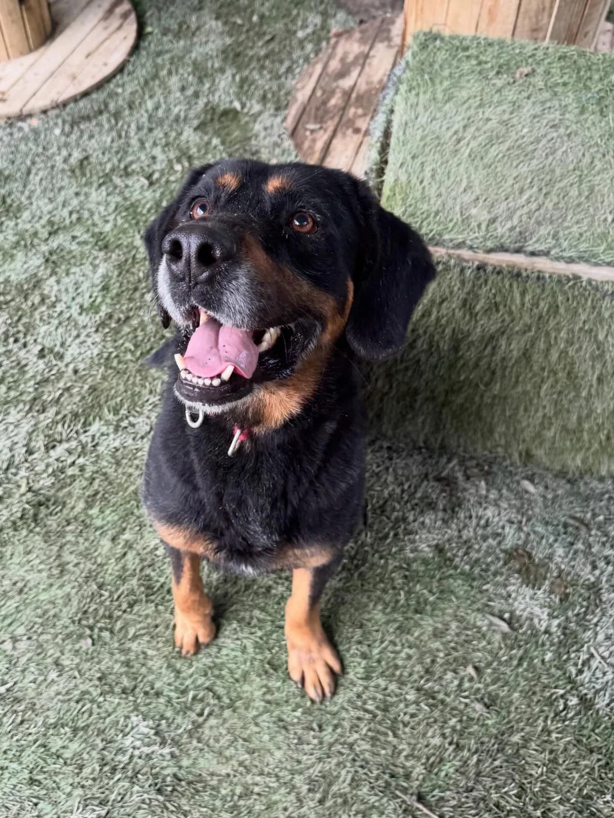 Aramis, male 5yo Mixed Breed for adoption at Dali Dog Rescue UK, Dali