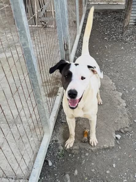 Bert, male 5yo Mixed Breed for adoption at Dali Dog Rescue UK, Dali