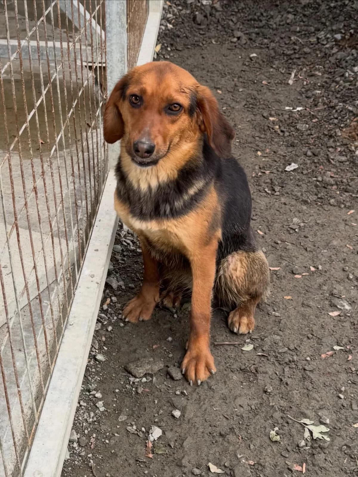 Carly, female 5yo Mixed Breed for adoption at Dali Dog Rescue UK, Dali