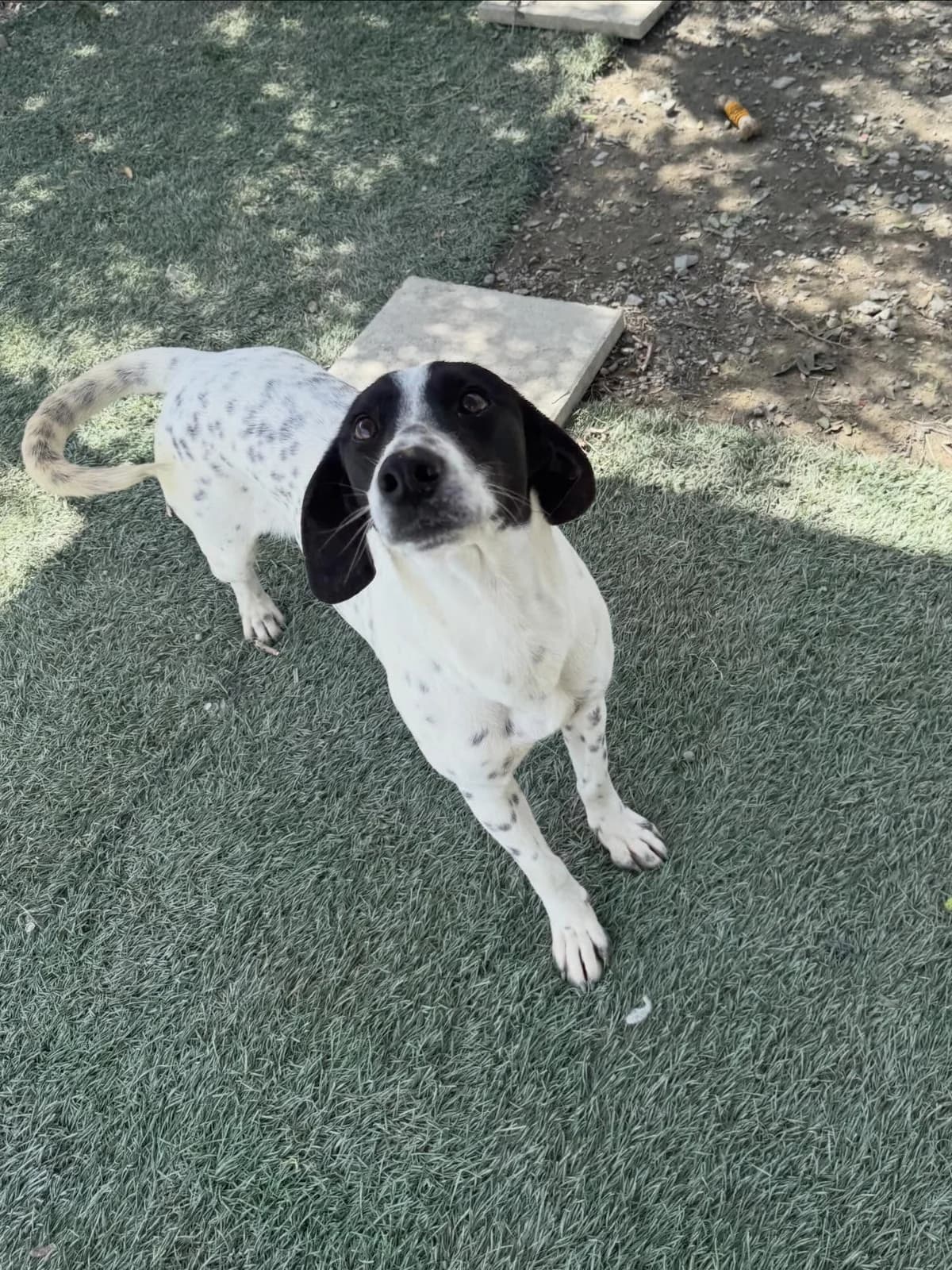 Marietta, female 5yo Mixed Breed for adoption at Dali Dog Rescue UK, Dali