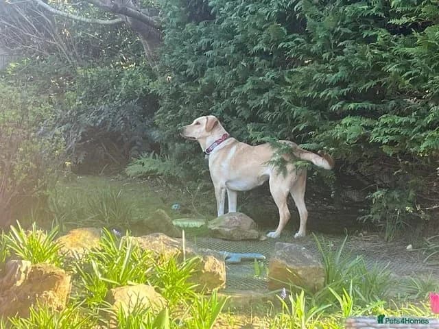 Lily ๐ฌ๐ง, female young Mixed Breed for adoption at Dali Dog Rescue UK, Dali