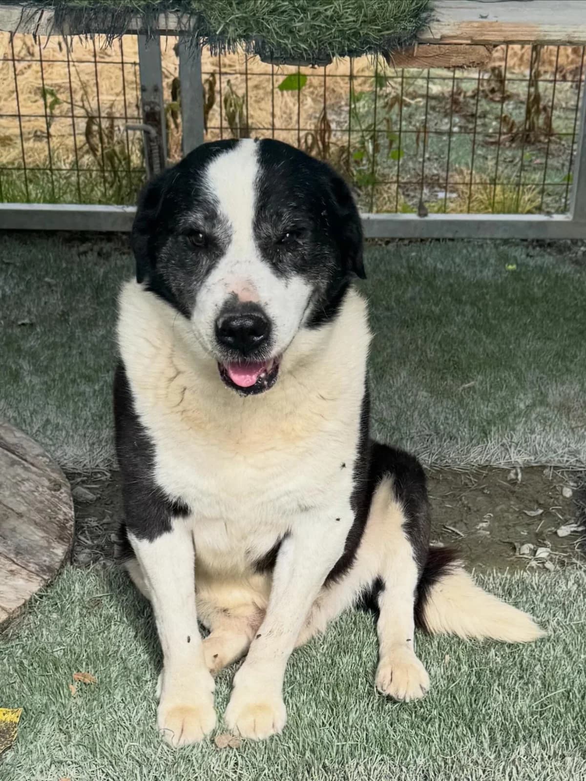 Weston ๐จ๐พ, male senior Mixed Breed for adoption at Dali Dog Rescue UK, Dali