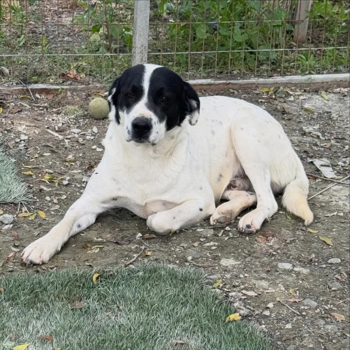 Monty, male young Mixed Breed for adoption at Dali Dog Rescue UK, Dali