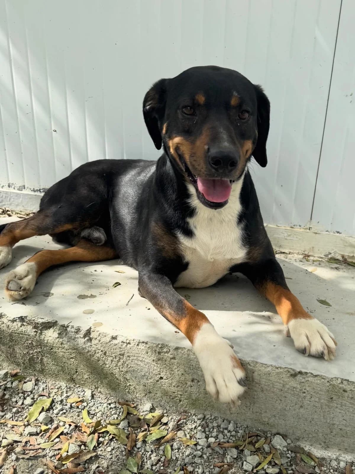 Chester ๐ฌ๐ง, male 3yo Mixed Breed for adoption at Dali Dog Rescue UK, Dali