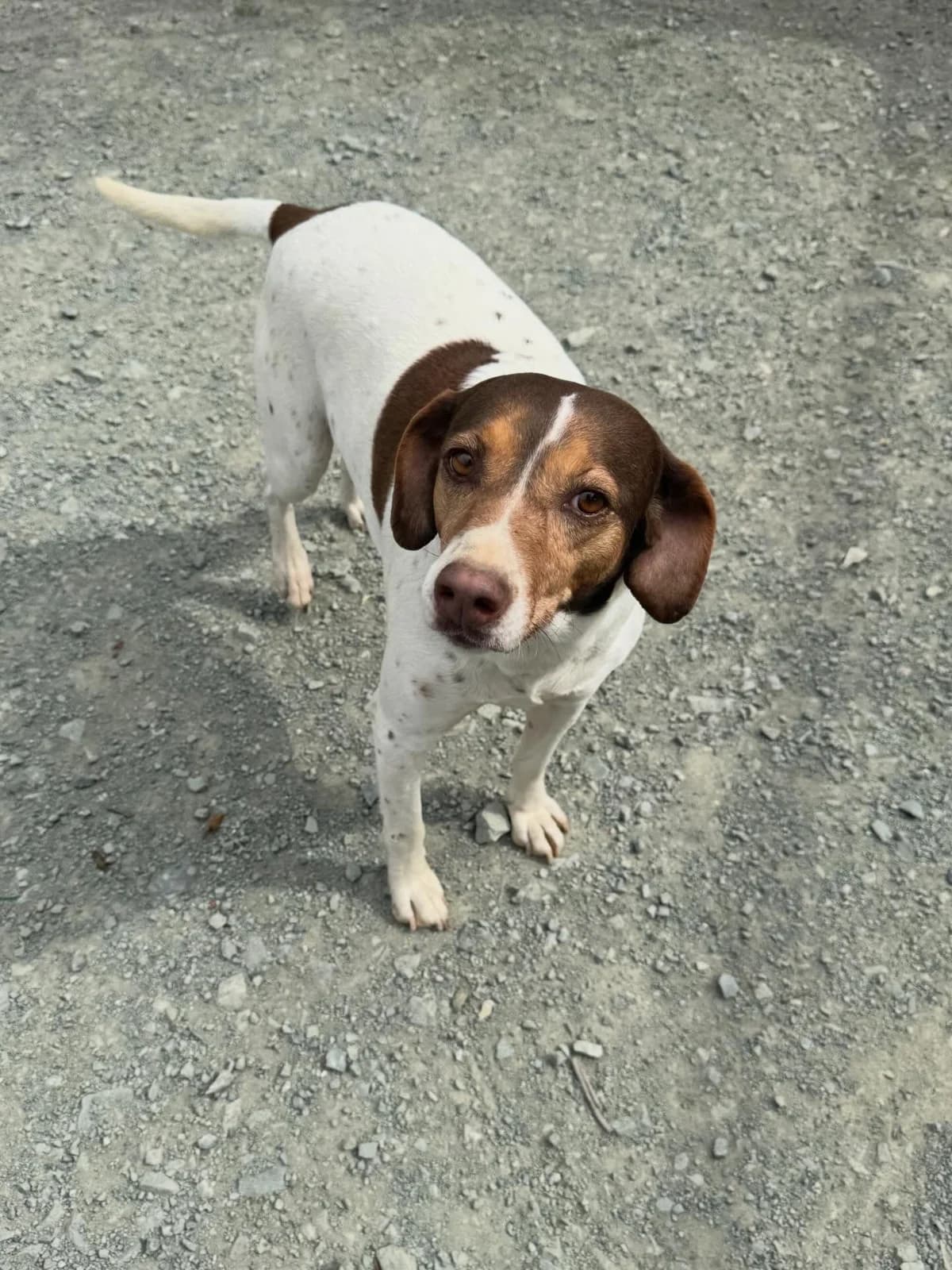 Olive 🇨🇾, female 3yo Mixed Breed for adoption at Dali Dog Rescue UK, Dali