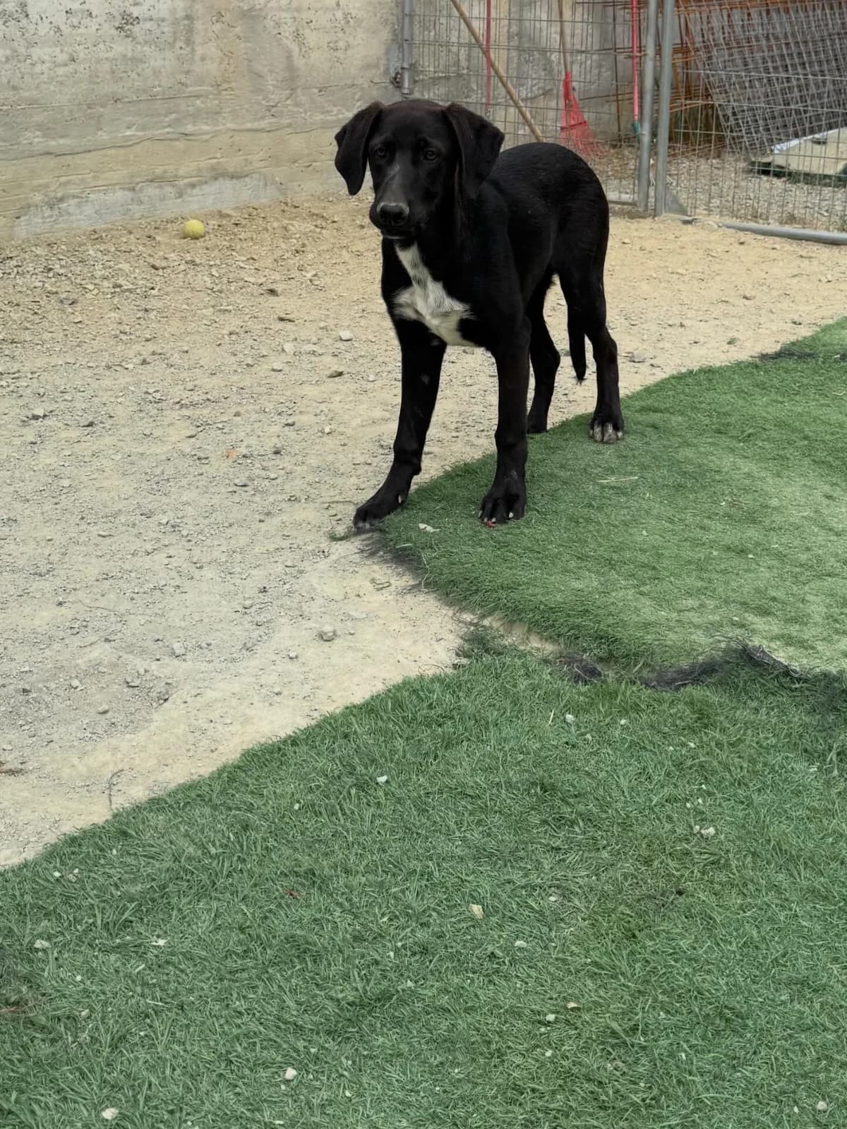 Tux ๐จ๐พ, male puppy Mixed Breed for adoption at Dali Dog Rescue UK, Dali