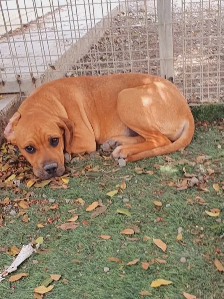 Cara, female puppy Mixed Breed for adoption at Dali Dog Rescue UK, Dali