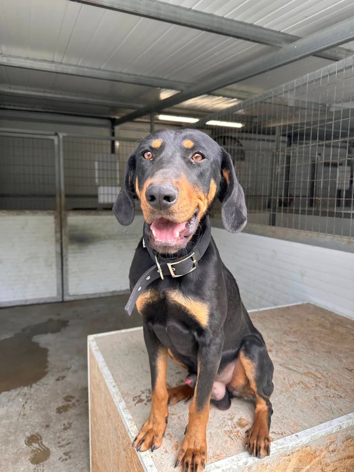 Ralf, male 5yo Mixed Breed for adoption at Dali Dog Rescue UK, Dali