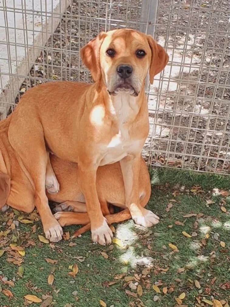 Martha, female puppy Mixed Breed for adoption at Dali Dog Rescue UK, Dali