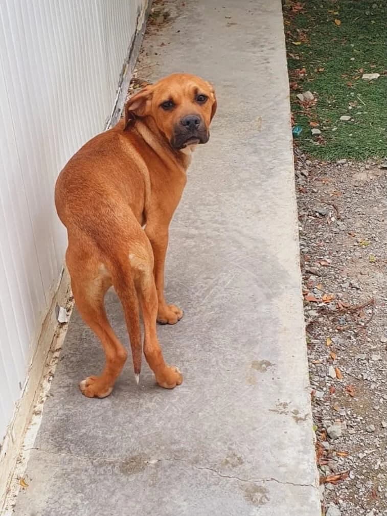 Roxy, female puppy Mixed Breed for adoption at Dali Dog Rescue UK, Dali
