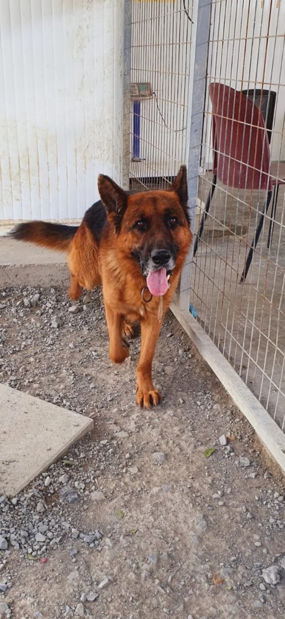 Flynn, male 5yo Mixed Breed for adoption at Dali Dog Rescue UK, Dali