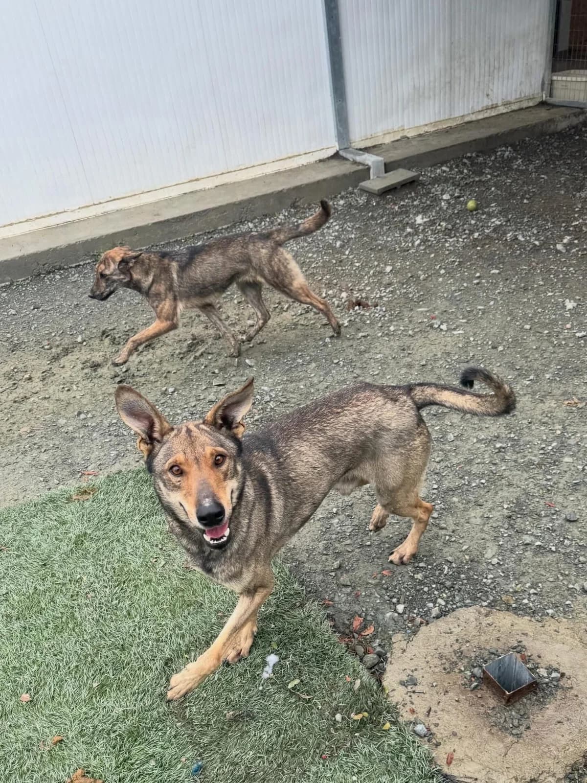 Benson ❤️, male 5yo Mixed Breed for adoption at Dali Dog Rescue UK, Dali