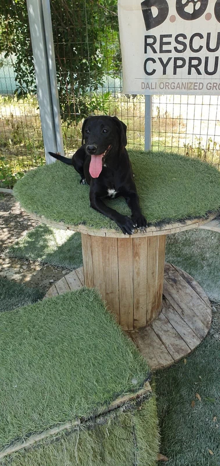 Betty- in the UK, female puppy Mixed Breed for adoption at Dali Dog Rescue UK, Dali