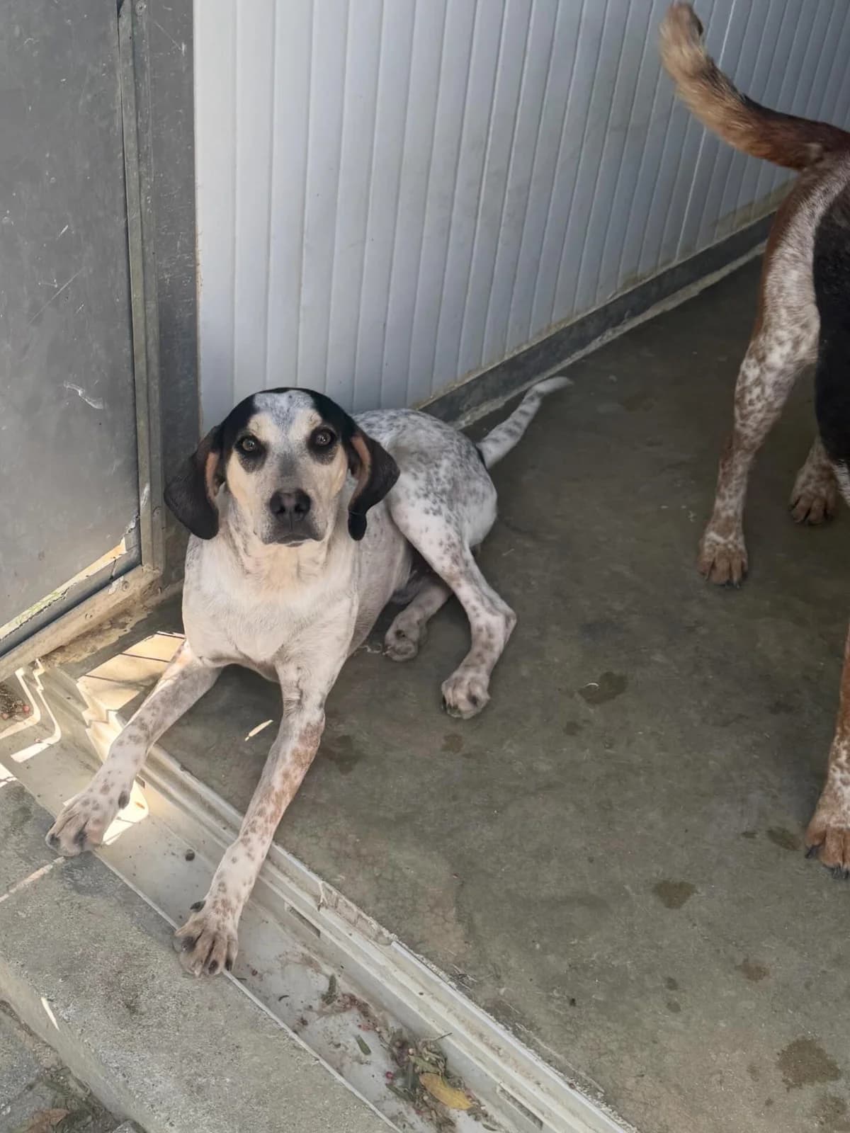 Harry, male 6yo Mixed Breed for adoption at Dali Dog Rescue UK, Dali