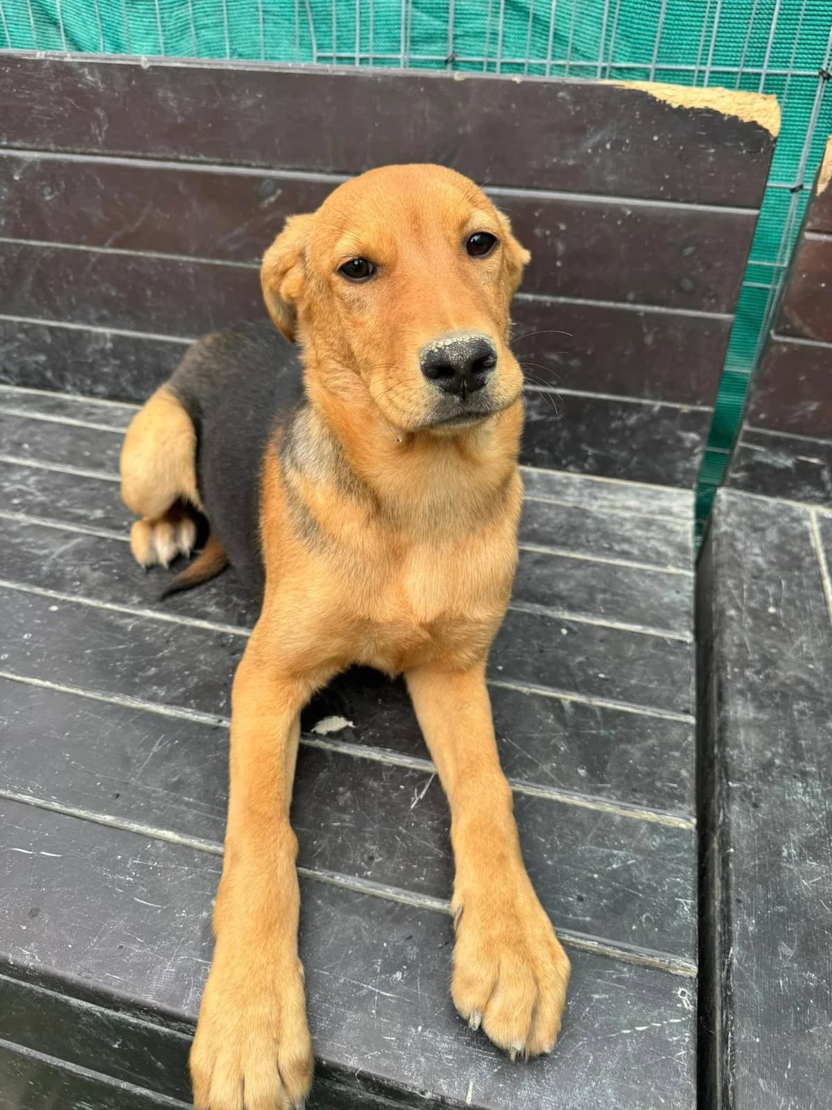 Paris, male puppy Mixed Breed for adoption at Dali Dog Rescue UK, Dali