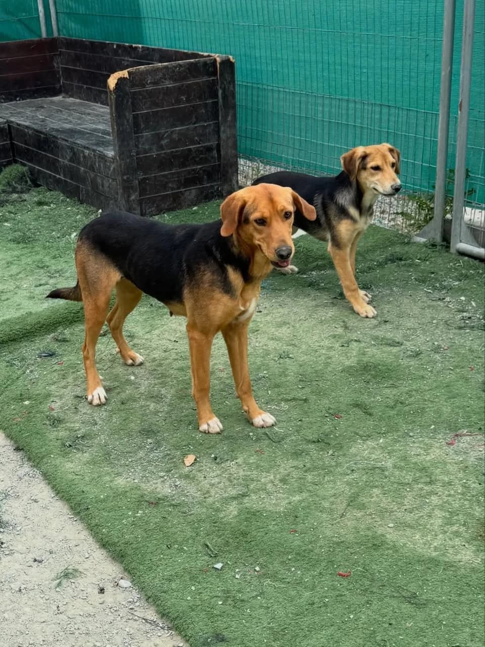 Arthur, male puppy Mixed Breed for adoption at Dali Dog Rescue UK, Dali