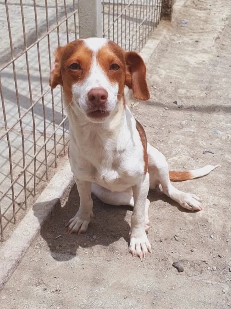 Juno, female young Mixed Breed for adoption at Dali Dog Rescue UK, Dali