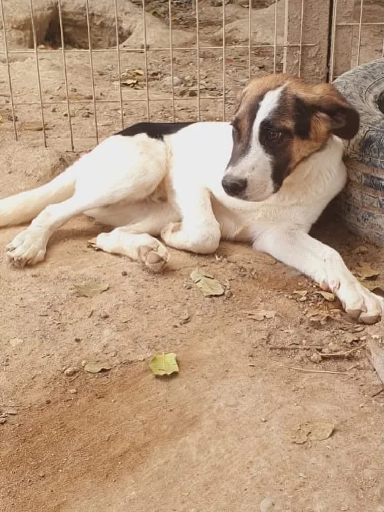 Ted, male puppy Mixed Breed for adoption at Dali Dog Rescue UK, Dali