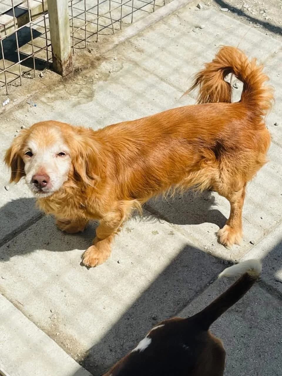 Rory, male senior Mixed Breed for adoption at Dali Dog Rescue UK, Dali