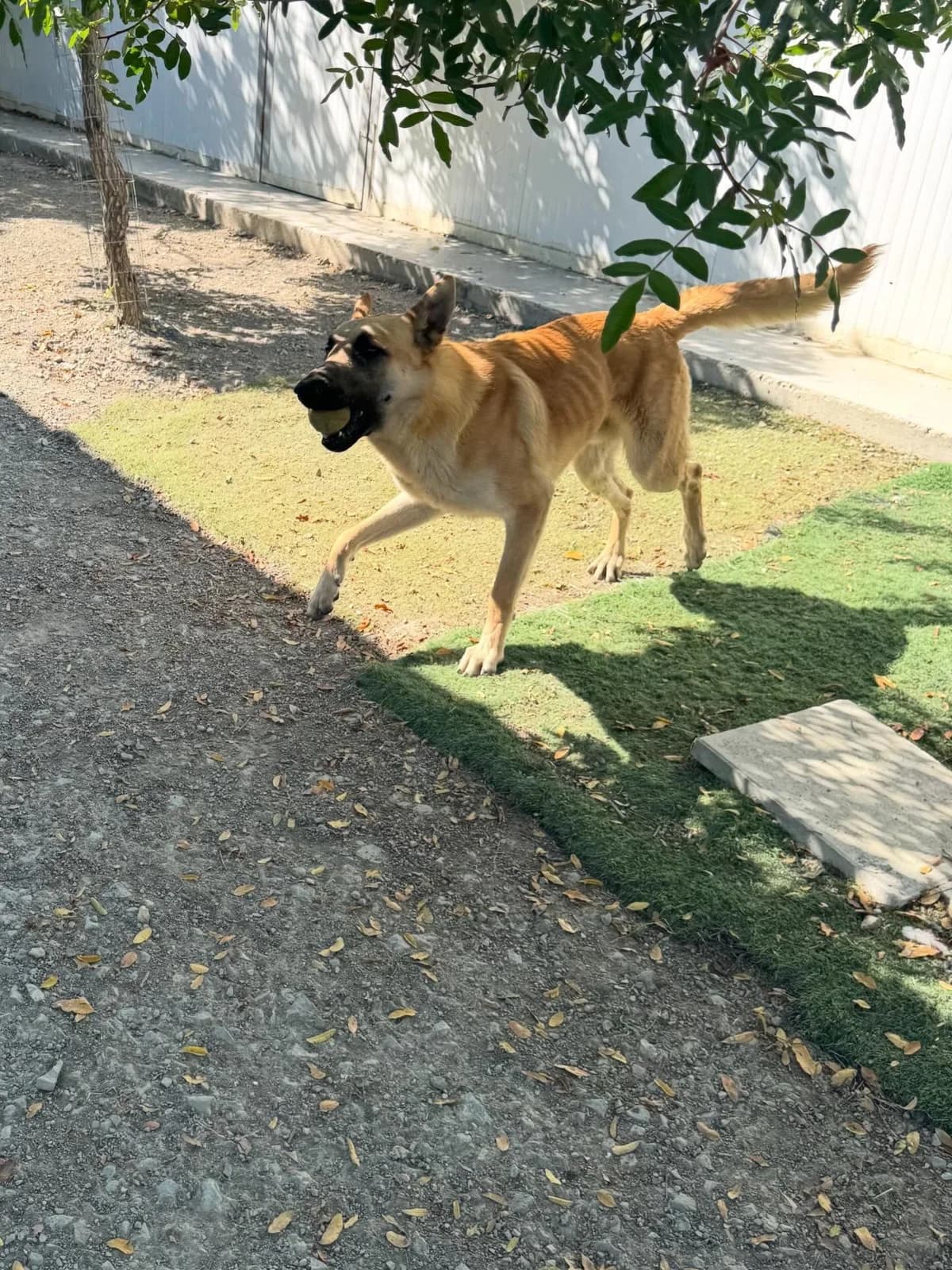 Silas, male young Mixed Breed for adoption at Dali Dog Rescue UK, Dali