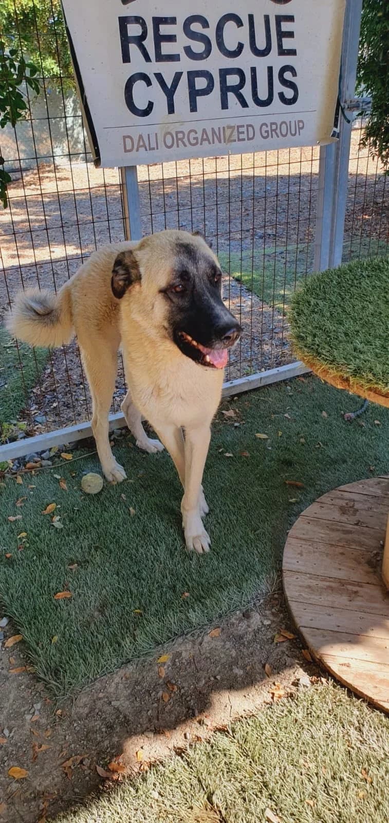 Curtis, male young Mixed Breed for adoption at Dali Dog Rescue UK, Dali