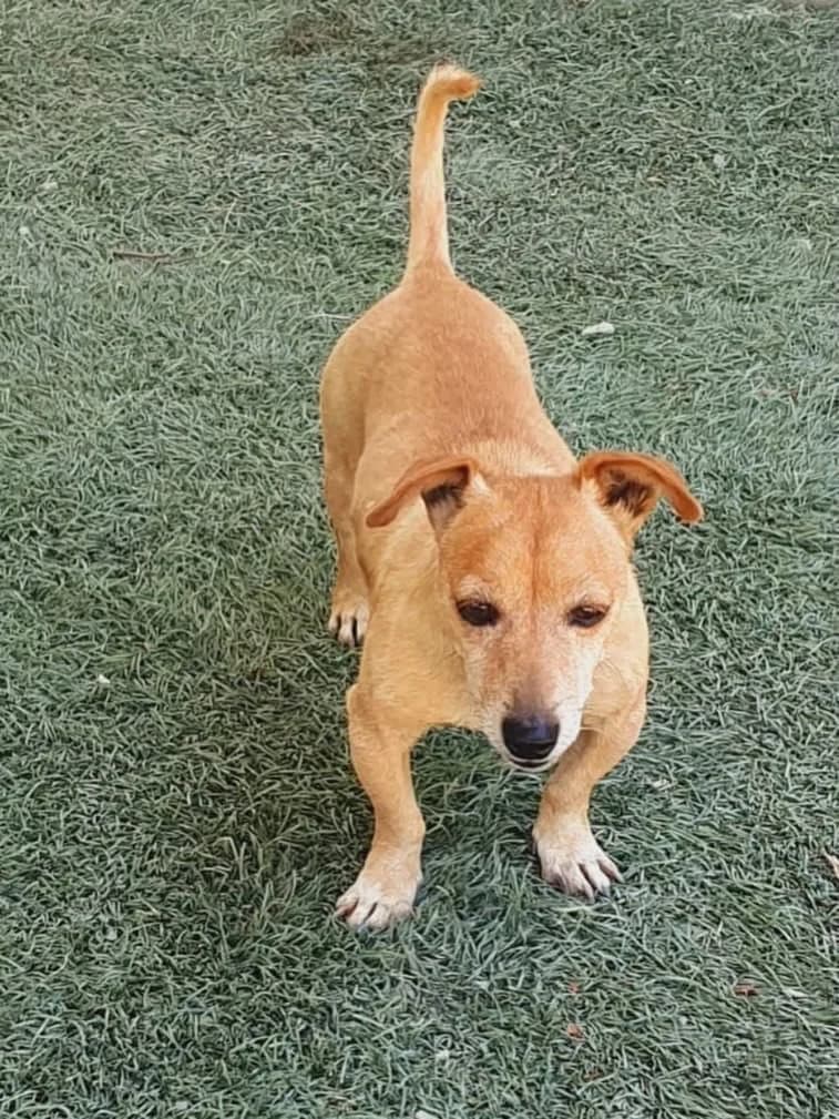 Frankie, male 4yo Mixed Breed for adoption at Dali Dog Rescue UK, Dali