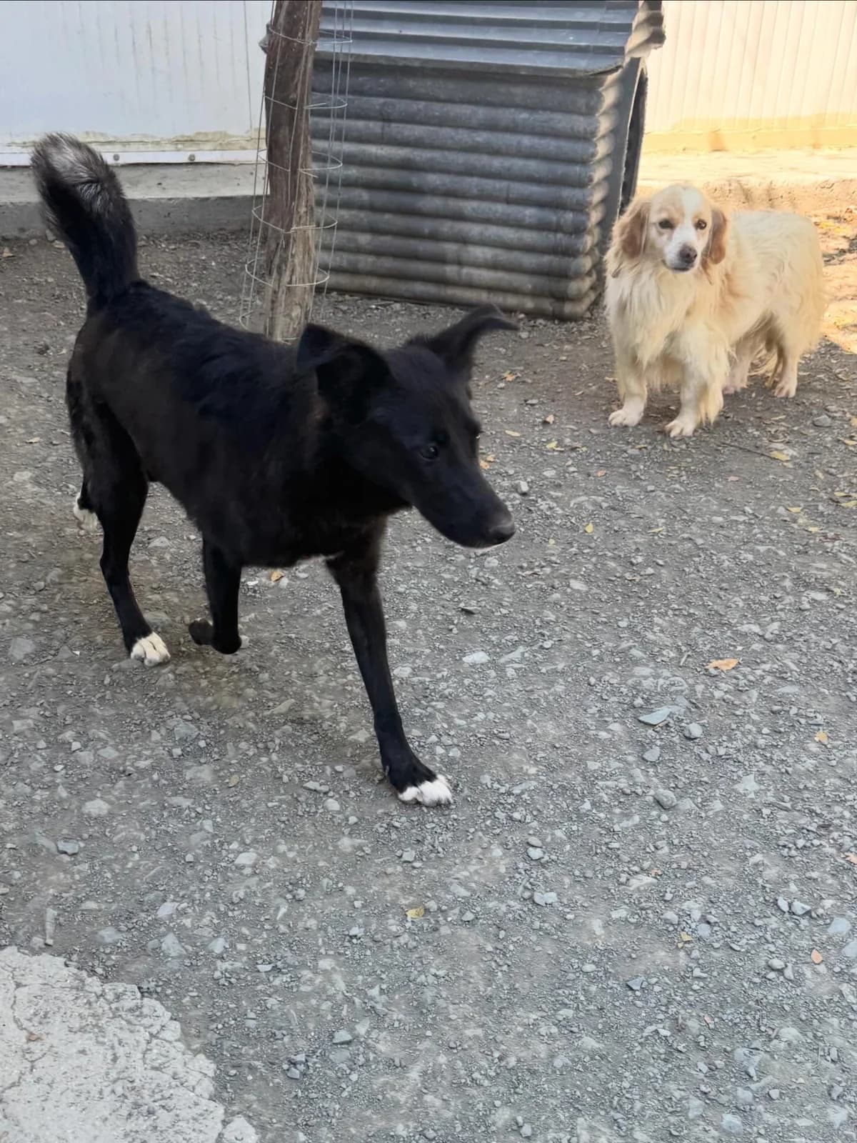 Biscuit, female young Mixed Breed for adoption at Dali Dog Rescue UK, Dali